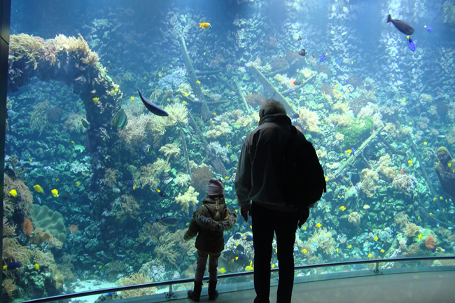 the reef aquarium